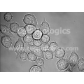 Rat Peritoneal Macrophages - Thioglycollate-elicited (Frozen Cells)